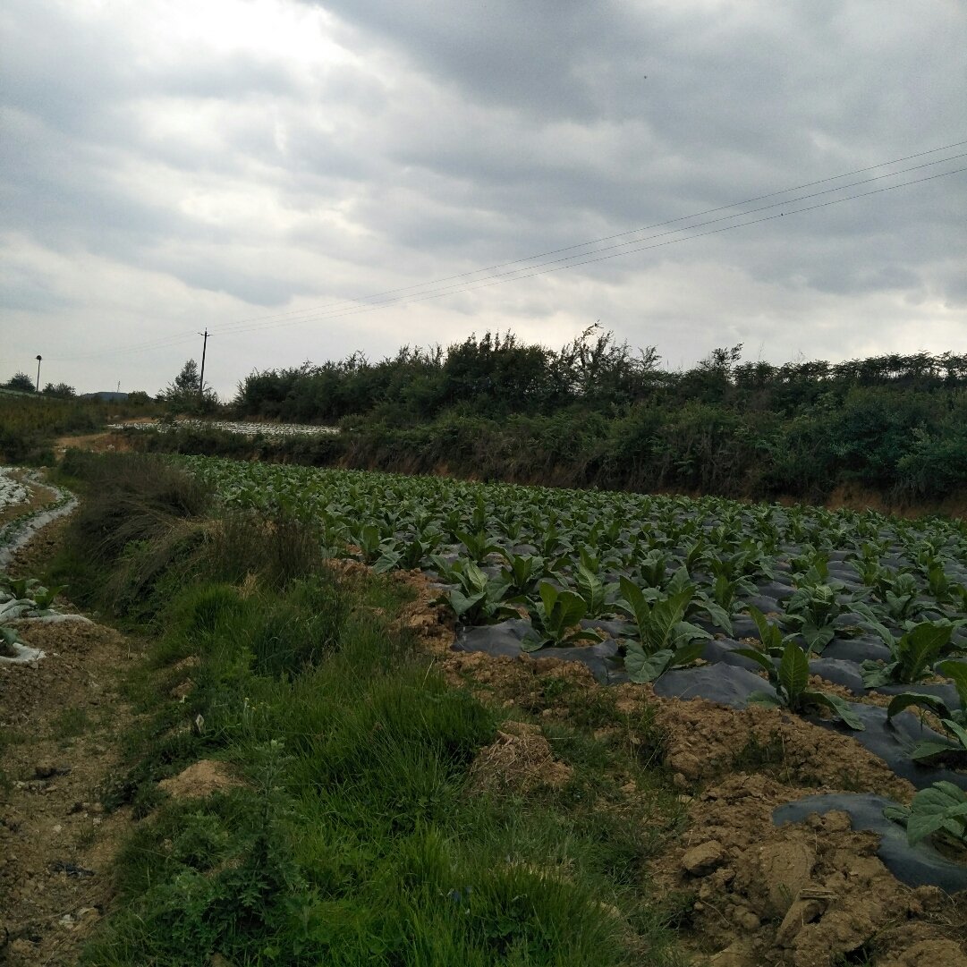 上马台镇最新天气预报通知