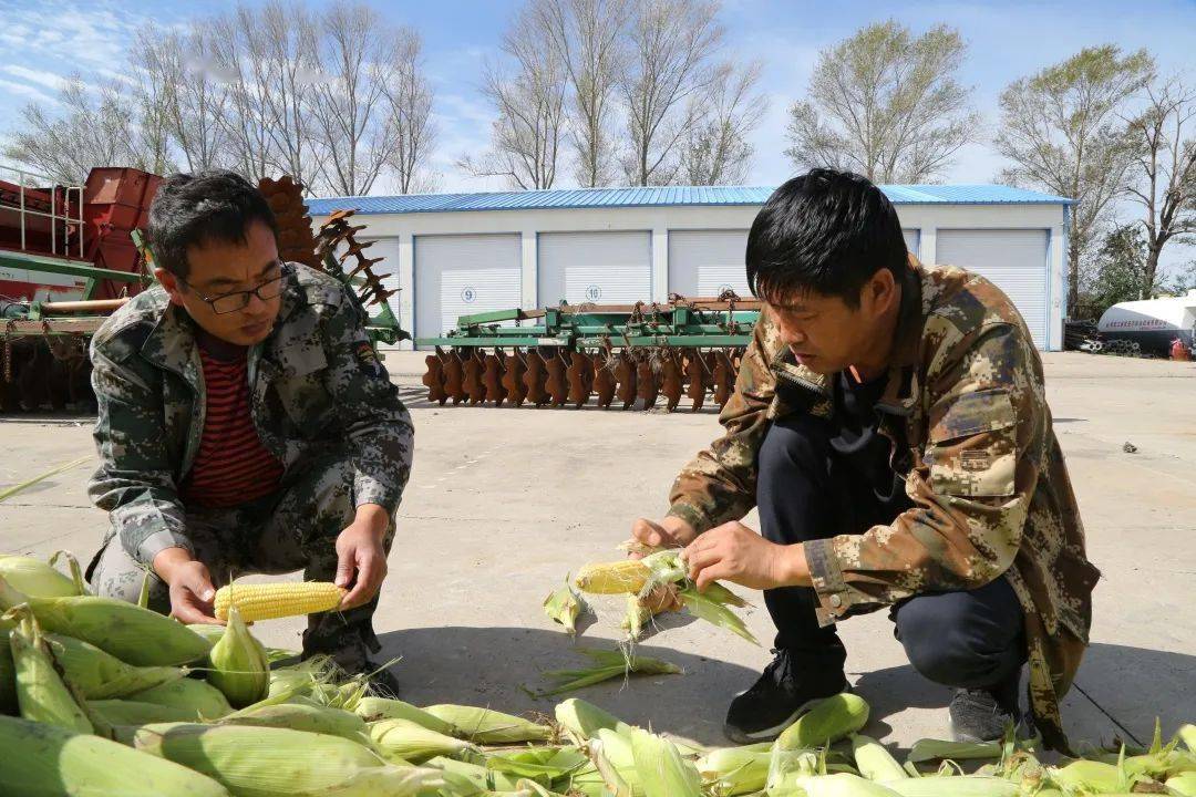 四方台子农场现代化农业发展的璀璨明珠最新新闻