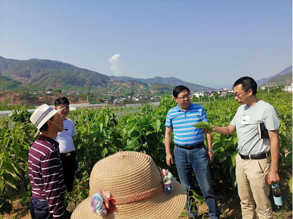 柳城县农业农村局最新项目，推动农业现代化，助力乡村振兴