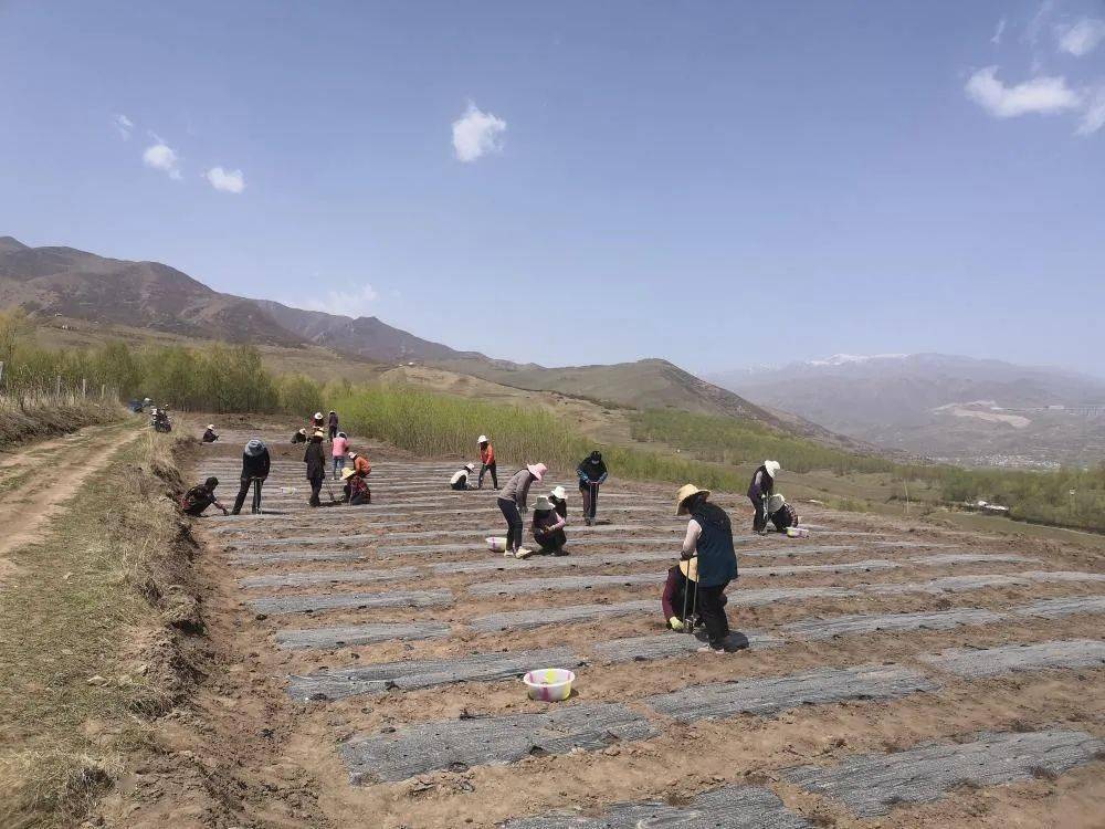 麻尼寺沟村委会迈向繁荣与和谐，最新发展规划揭秘