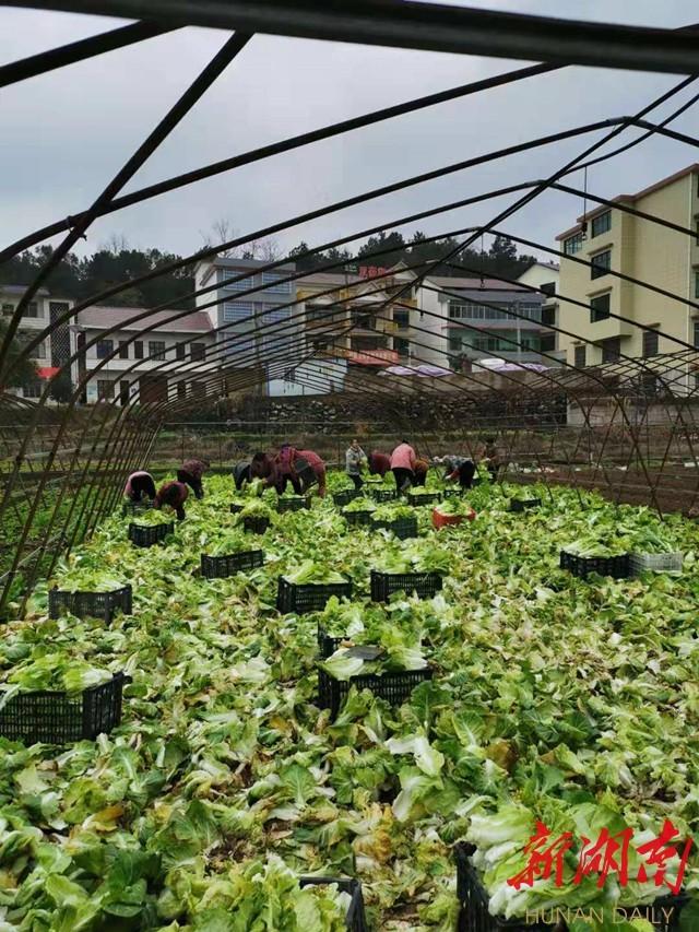 陈家桥街道最新发展规划，塑造未来城市新面貌蓝图