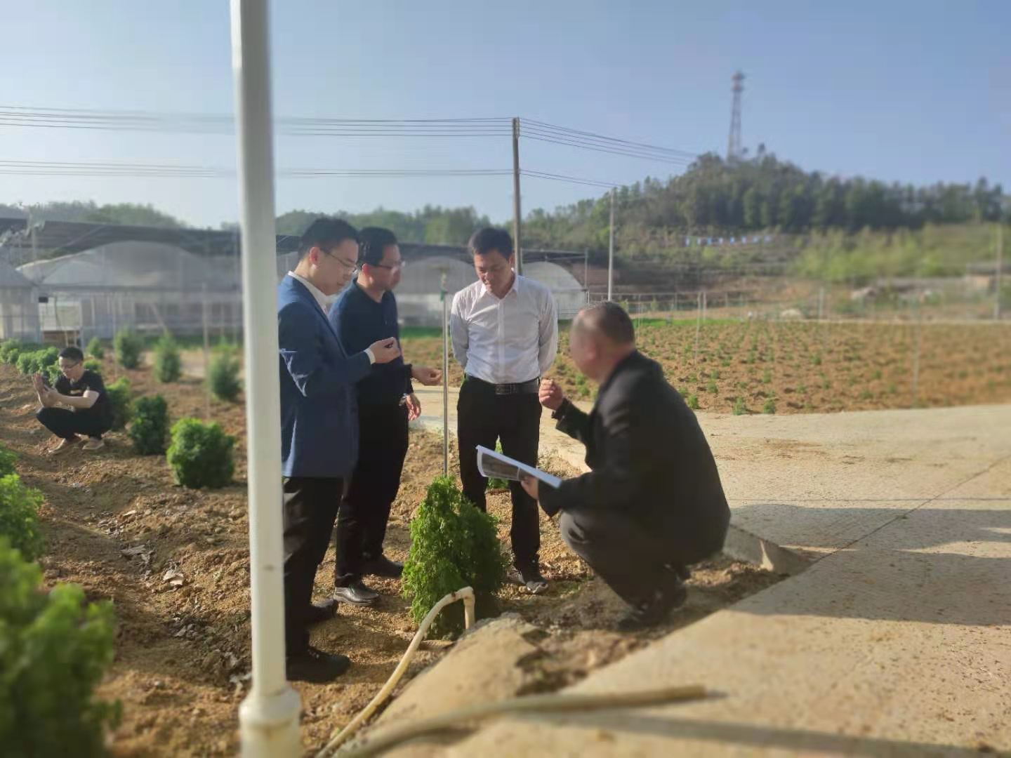 埔寨农场最新动态报道