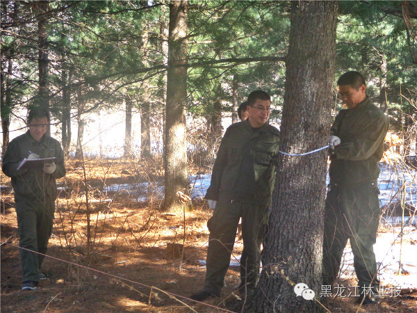 林甸县长青林场绿色发展项目，探索与实践