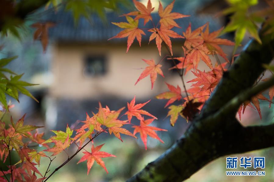 紫良瑶族乡天气预报更新通知