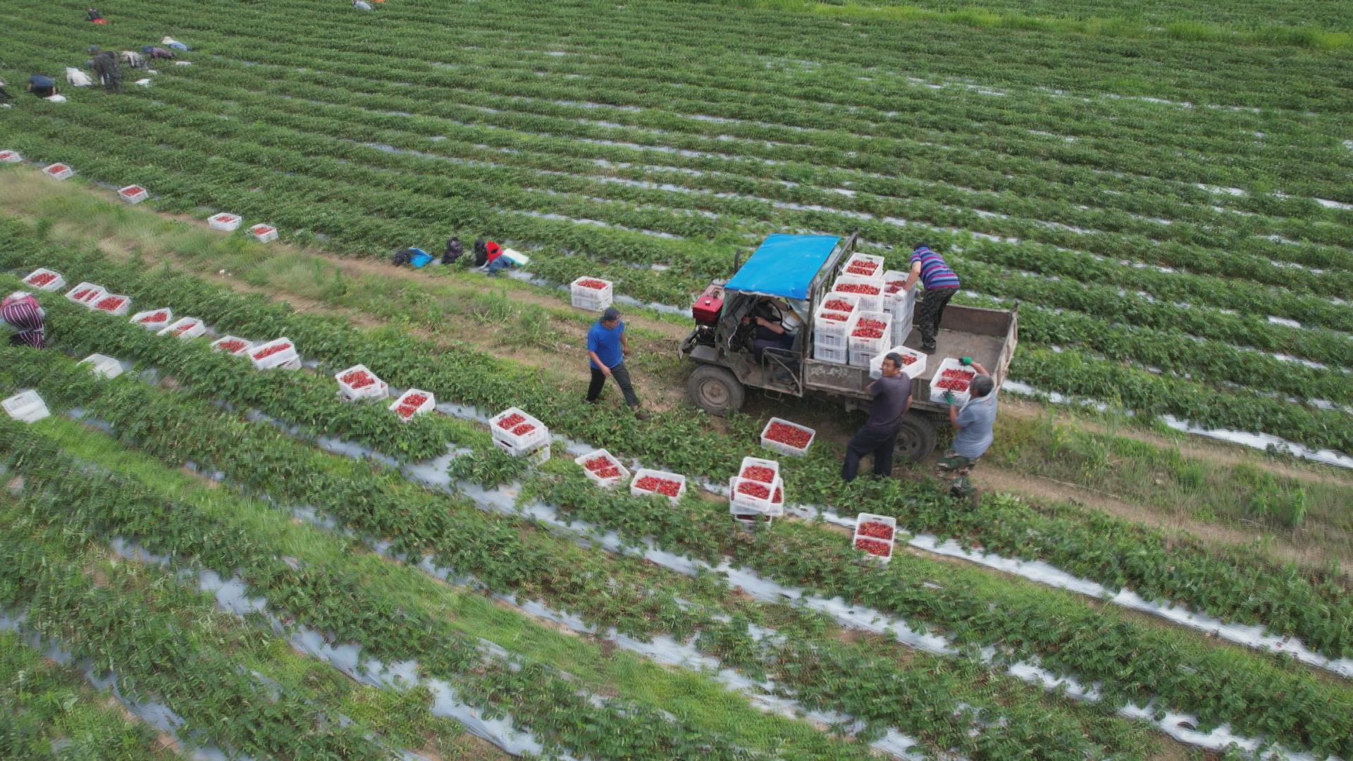 白山村新任领导，引领繁荣进步的先锋力量